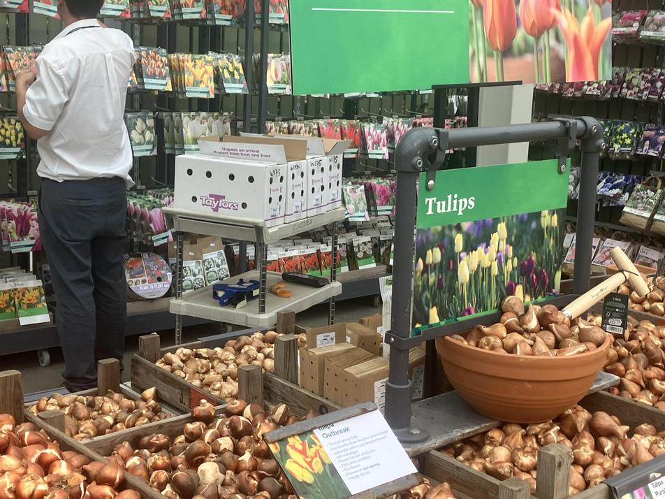 bulbs